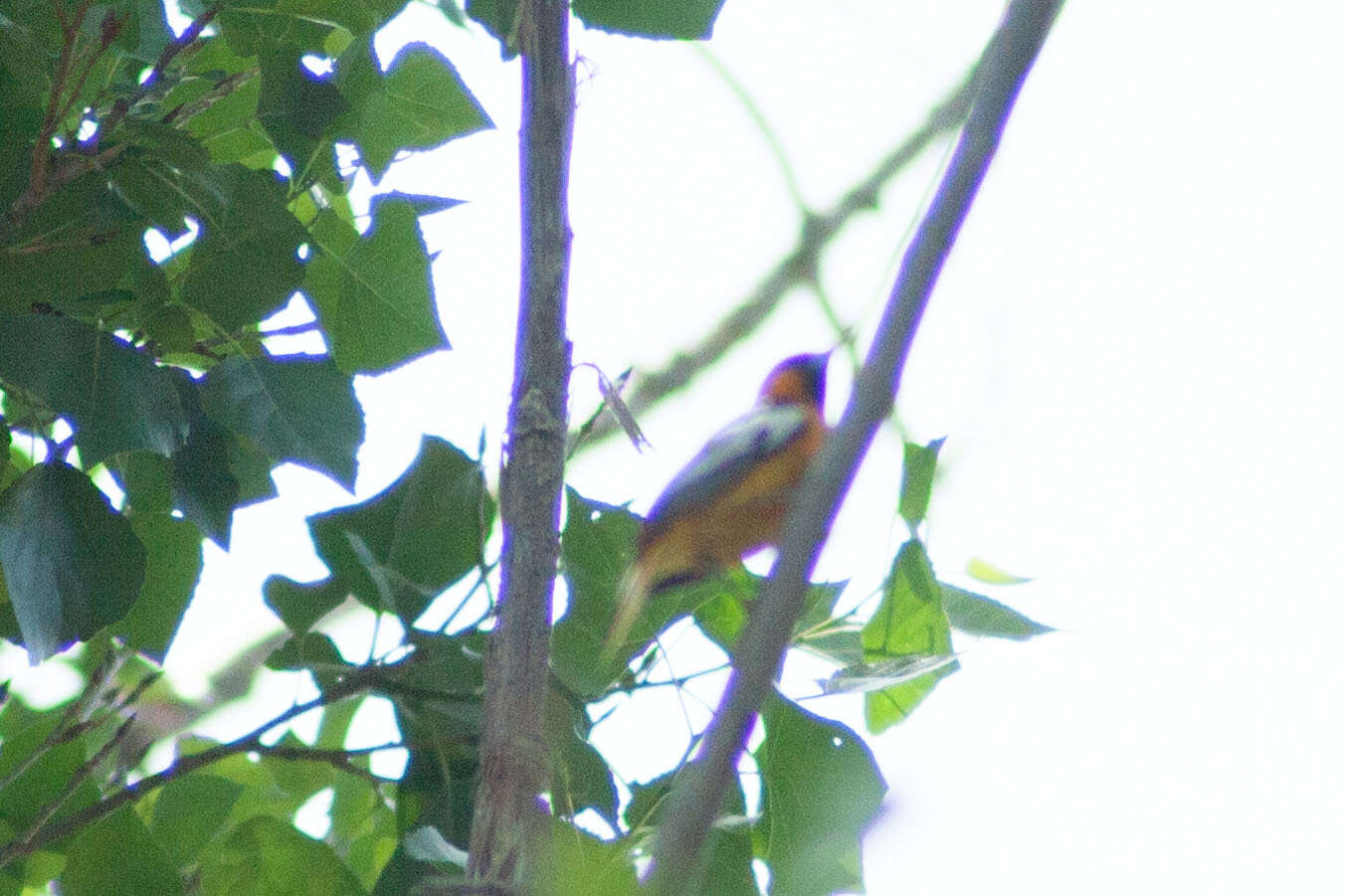 Image de Oriole de Bullock