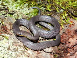 Image of Sierra Coalcoman Earth Snake