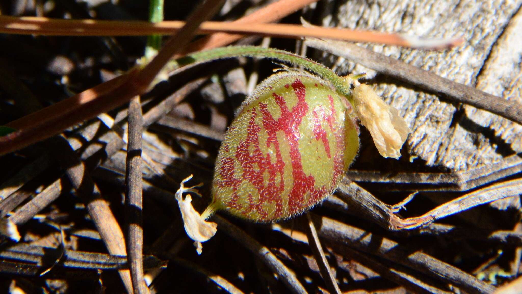 Sivun Astragalus subcinereus A. Gray kuva