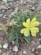 Imagem de Oenothera primiveris subsp. primiveris