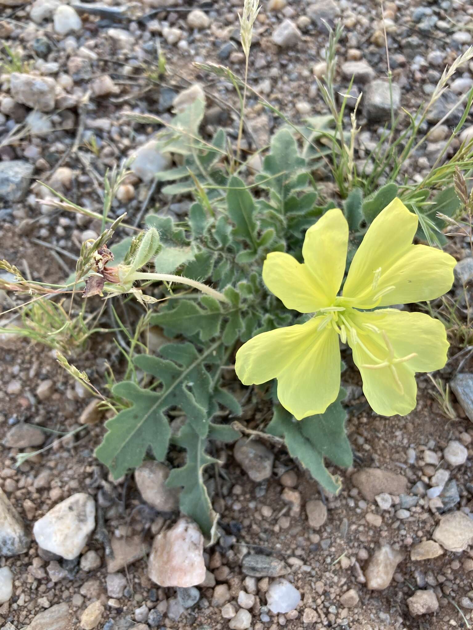 Imagem de Oenothera primiveris subsp. primiveris