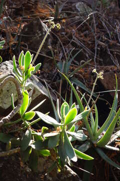 Image of Pig's ear