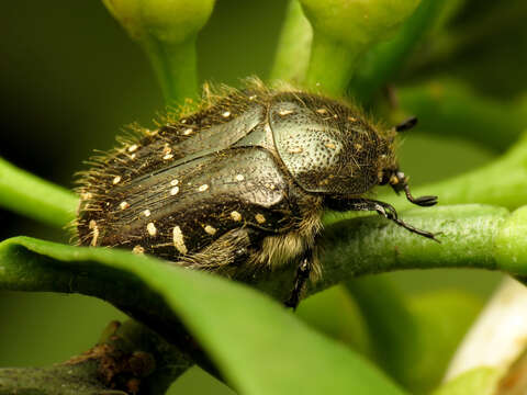 Image of Mediterranean Spotted Chafer Beetle