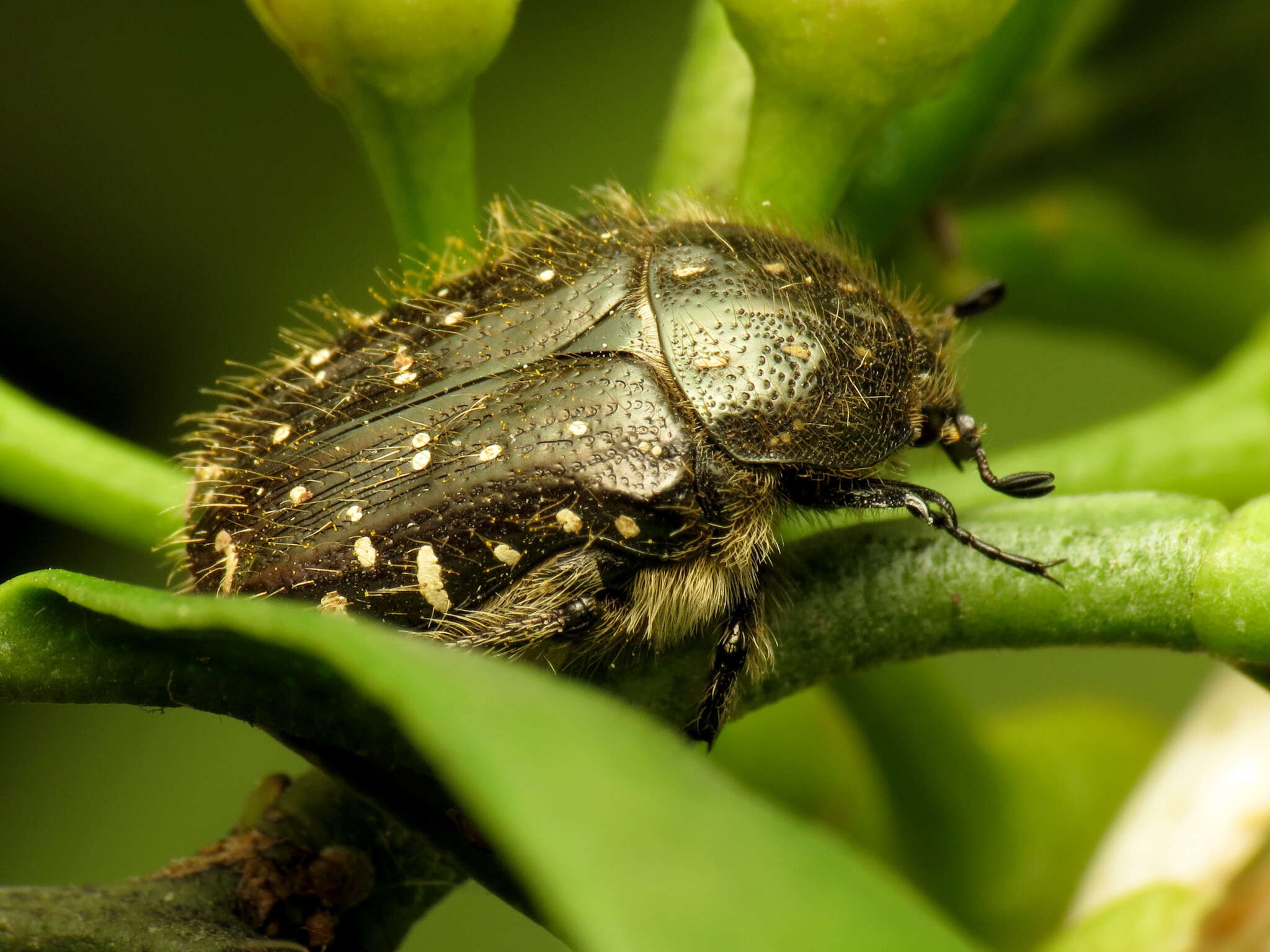 Image of Oxythyrea funesta (Poda 1761)