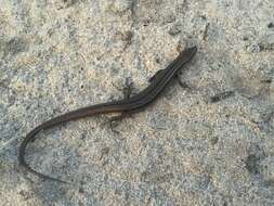 Image of Bold-striped Cool-skink