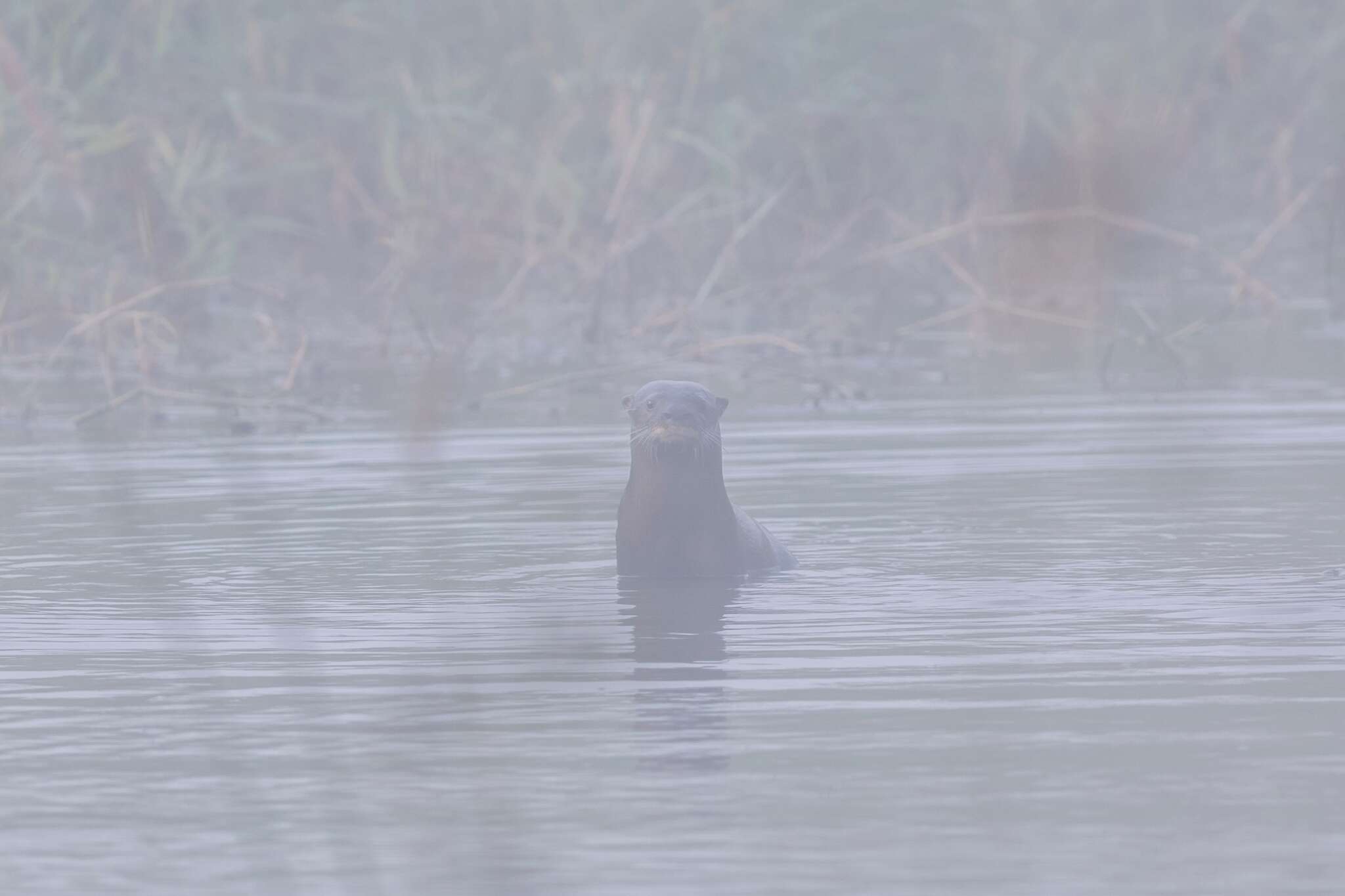 Image of La Plata Otter