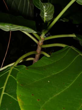 Image of Claoxylon indicum (Reinw. ex Blume) Hassk.