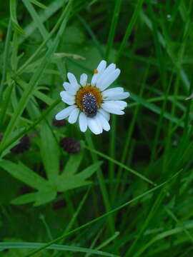 صورة Leucanthemum ircutianum (Turcz.) DC.