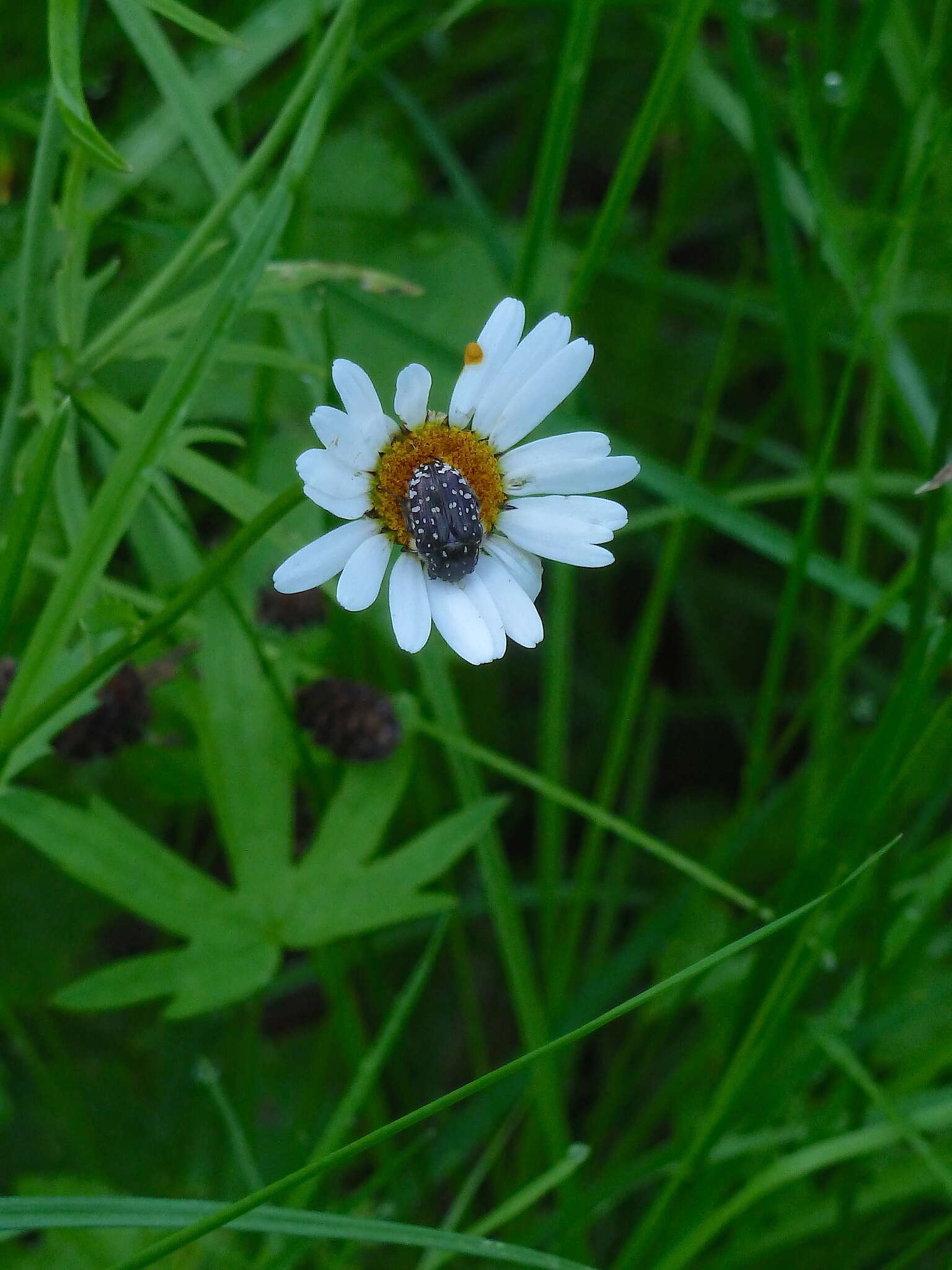 صورة Leucanthemum ircutianum (Turcz.) DC.