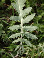 Imagem de Coincya monensis subsp. cheiranthos (Vill.) Aedo, Leadlay & Muñoz Garm.