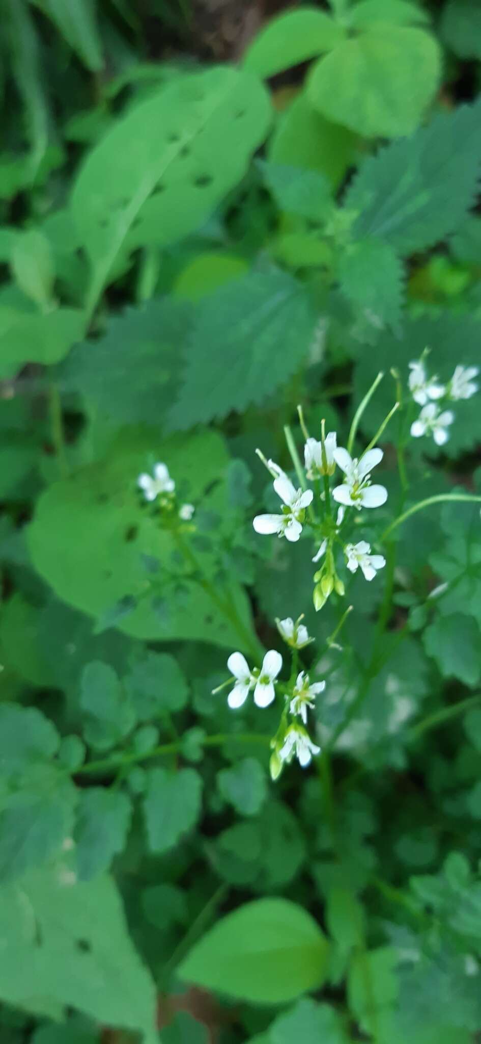 Image of Cardamine komarovii Nakai