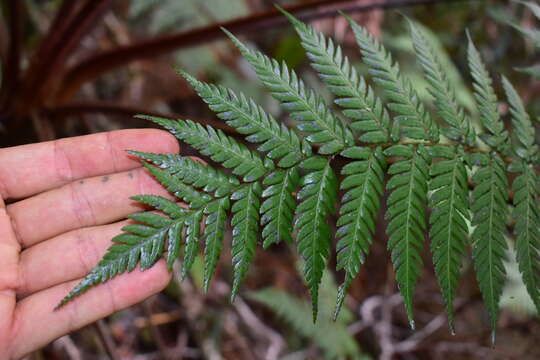 Image of Dicksonia baudouinii Fourn.