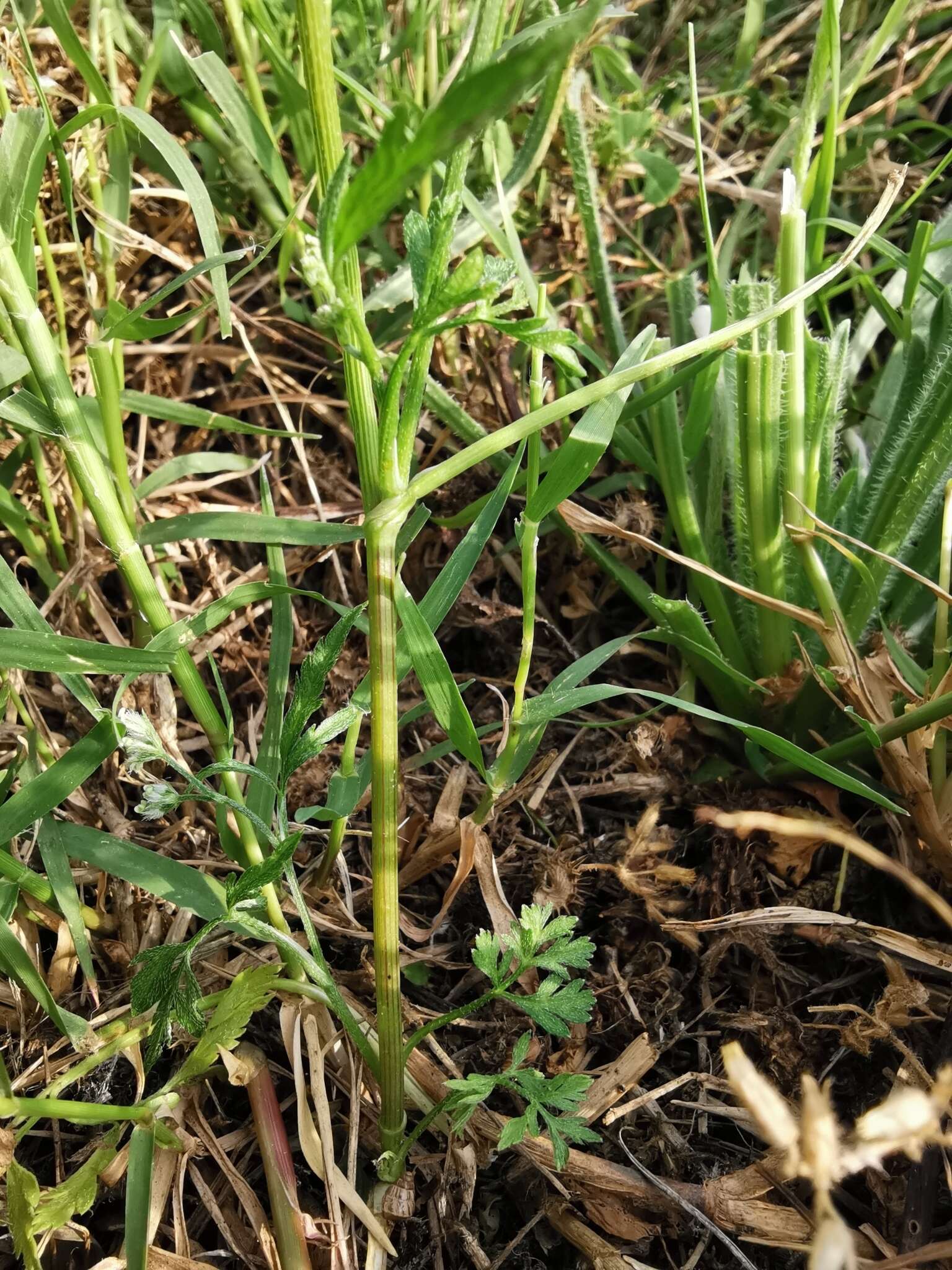 Image of spreading hedgeparsley