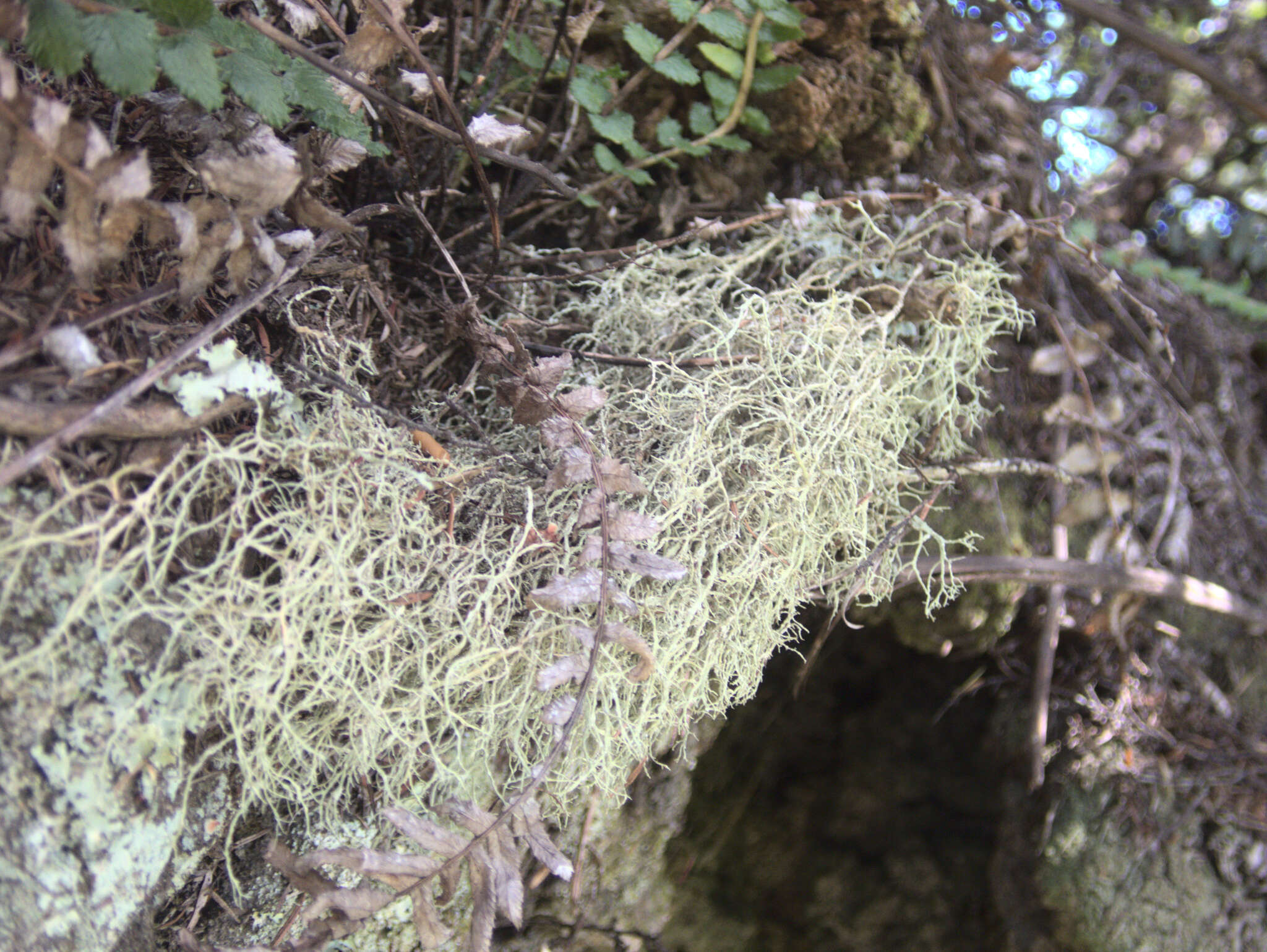 Image of Peruvian cartilage lichen