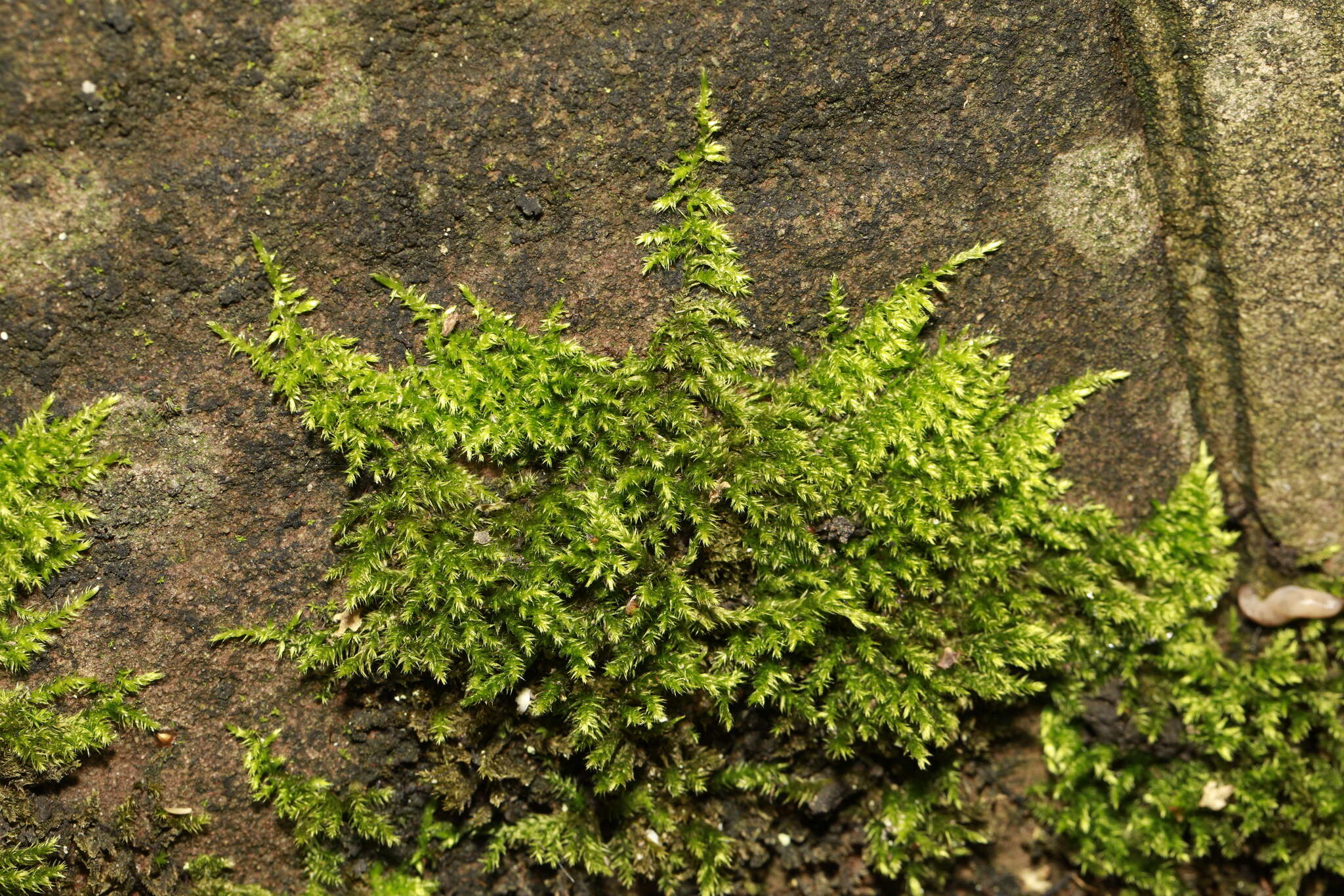 Image of silken homalothecium moss