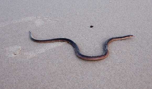 Image of Northern Small-eyed Snake