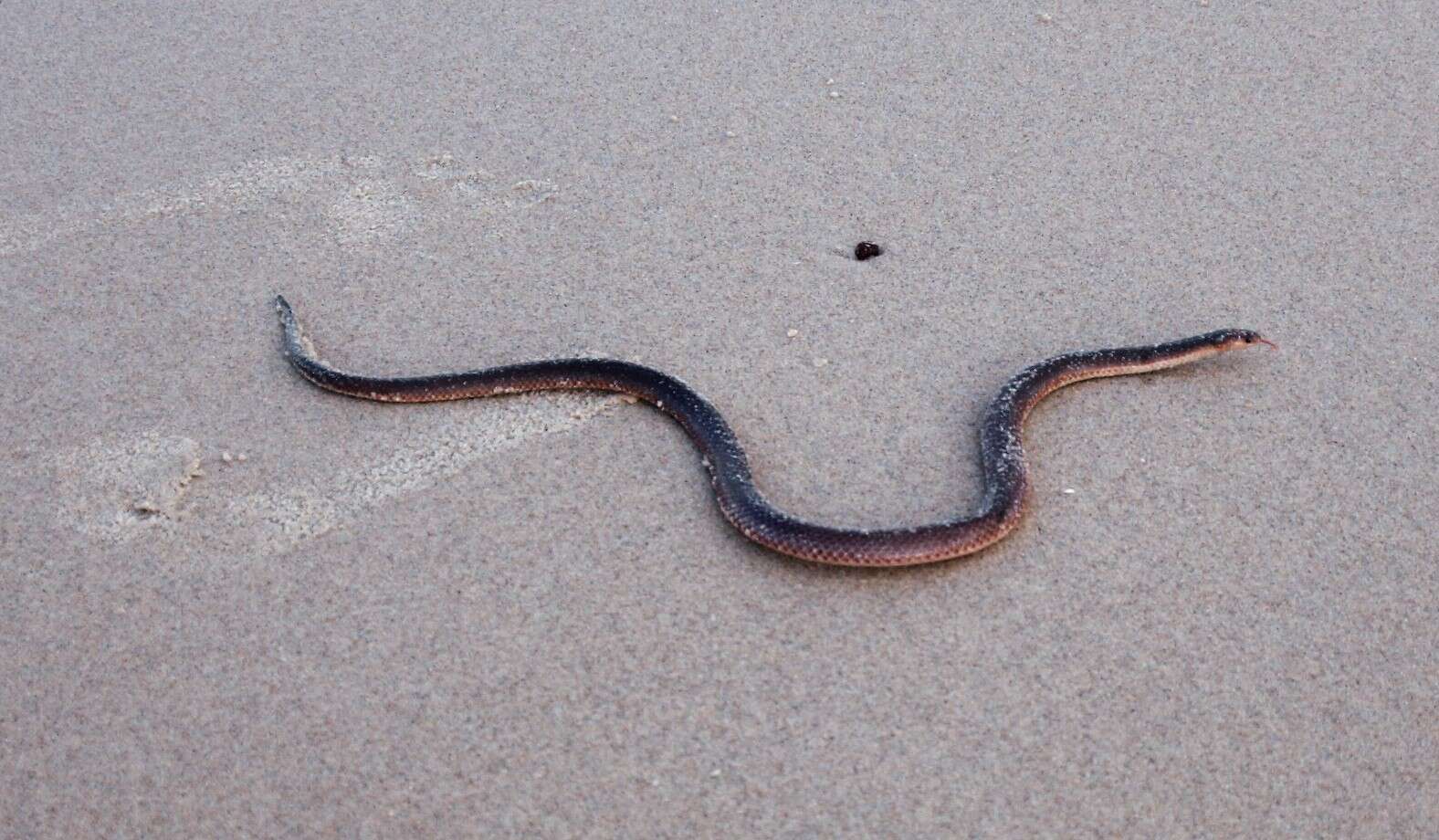 Image of Northern Small-eyed Snake