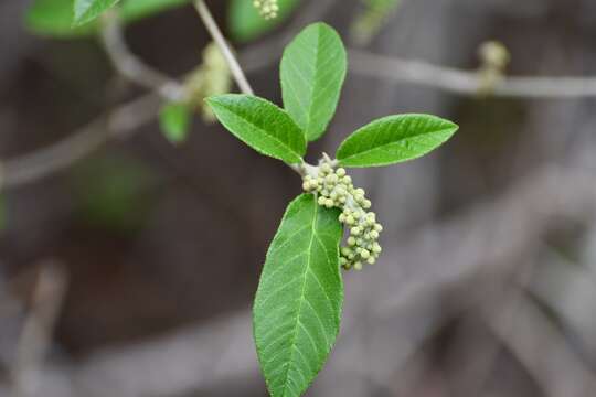 Слика од Croton cortesianus Kunth