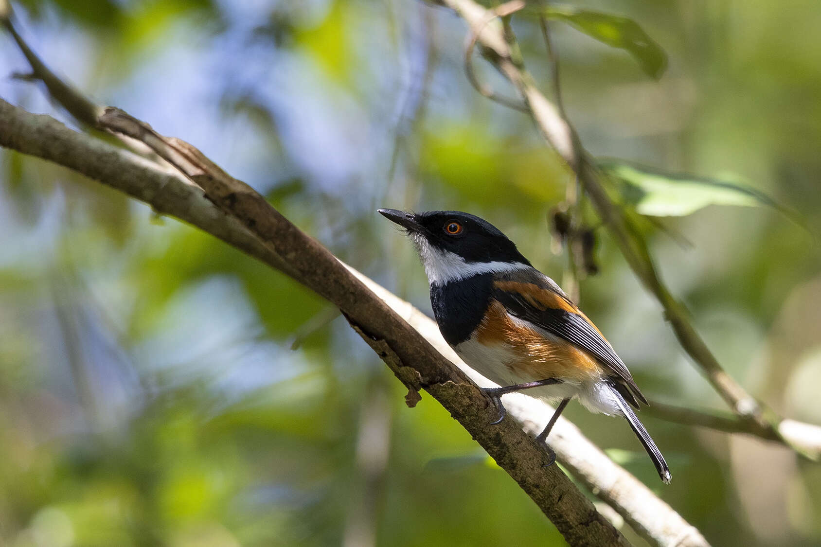 صورة Batis capensis hollidayi Clancey 1952