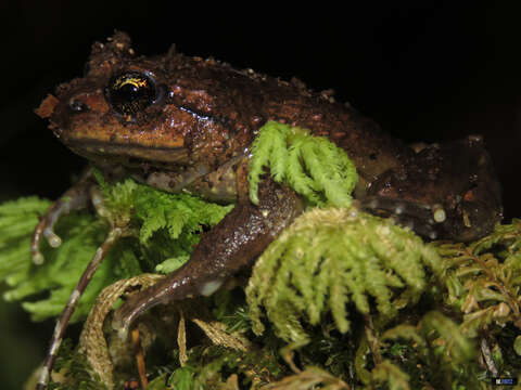 Image of Olive Spiny-chest Frog