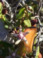 Image of Diplolepis boerhaviifolia (Hook. & Arn.) Liede & Rapini