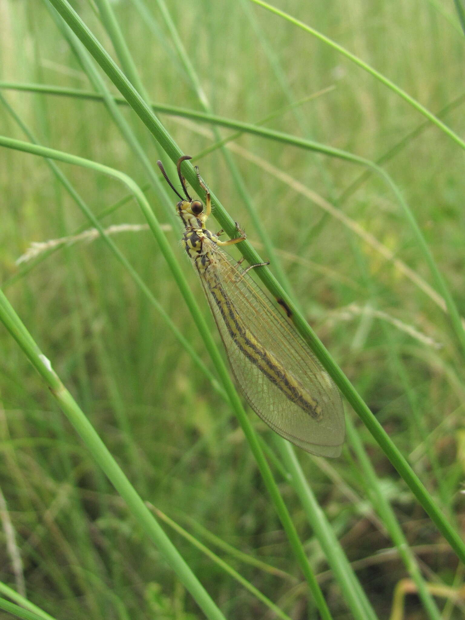 Image de Myrmecaelurus