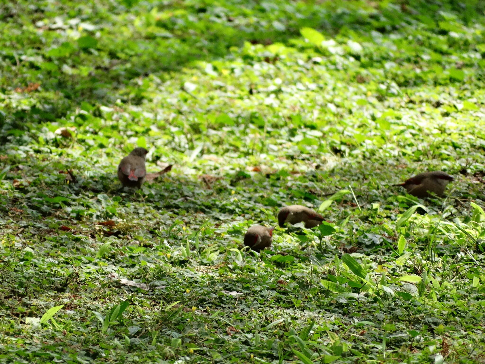 Image of Crimson-rumped Waxbill