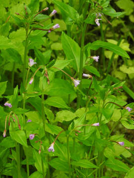 Image of Hornemann's Willowherb