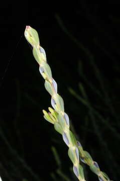 Plancia ëd Eutaxia microphylla (R. Br.) J. M. Black