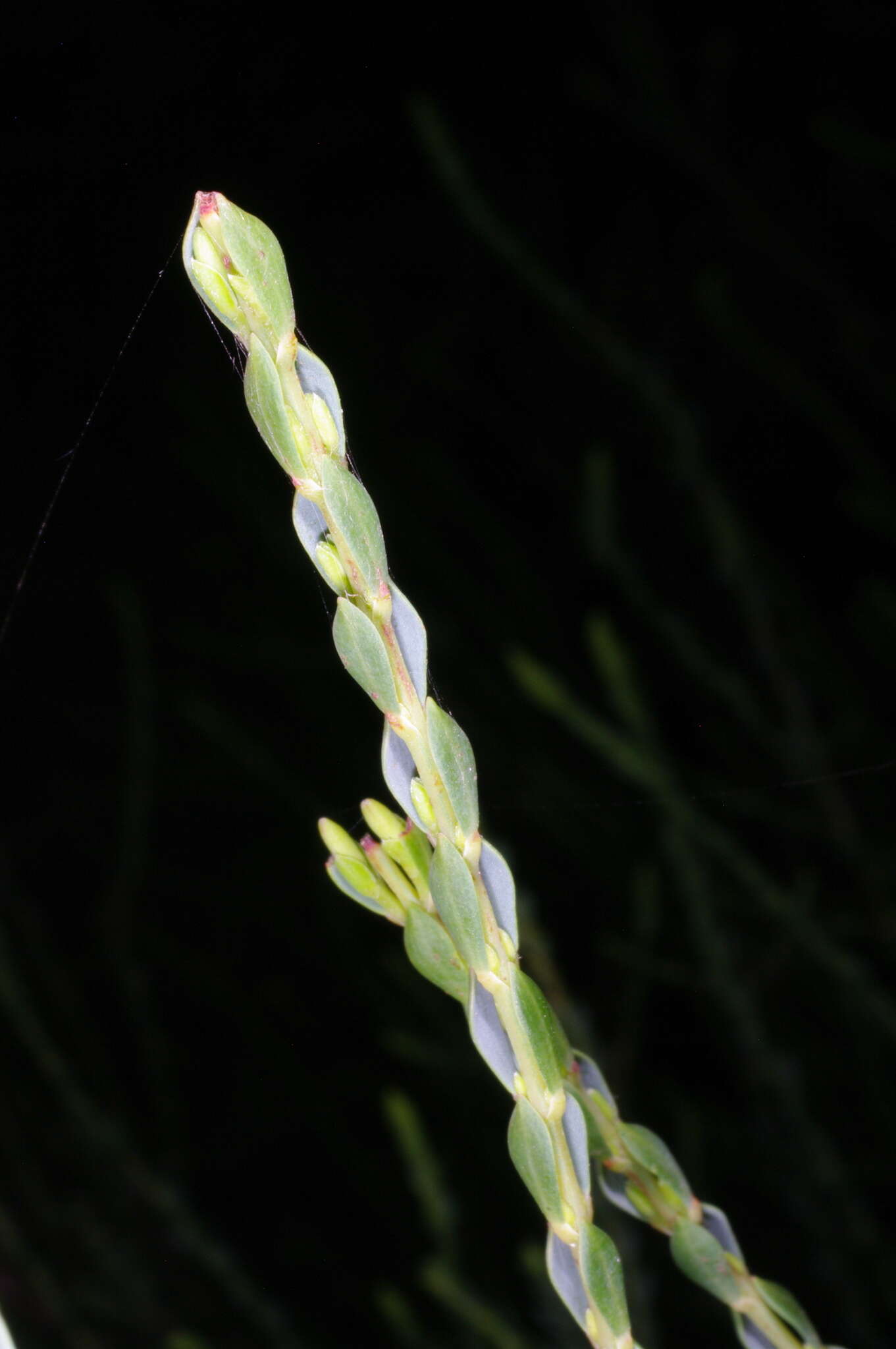 Image of Eutaxia microphylla (R. Br.) J. M. Black