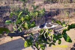 Imagem de Thelotornis capensis capensis A. Smith 1849