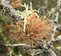 Image of beard lichen