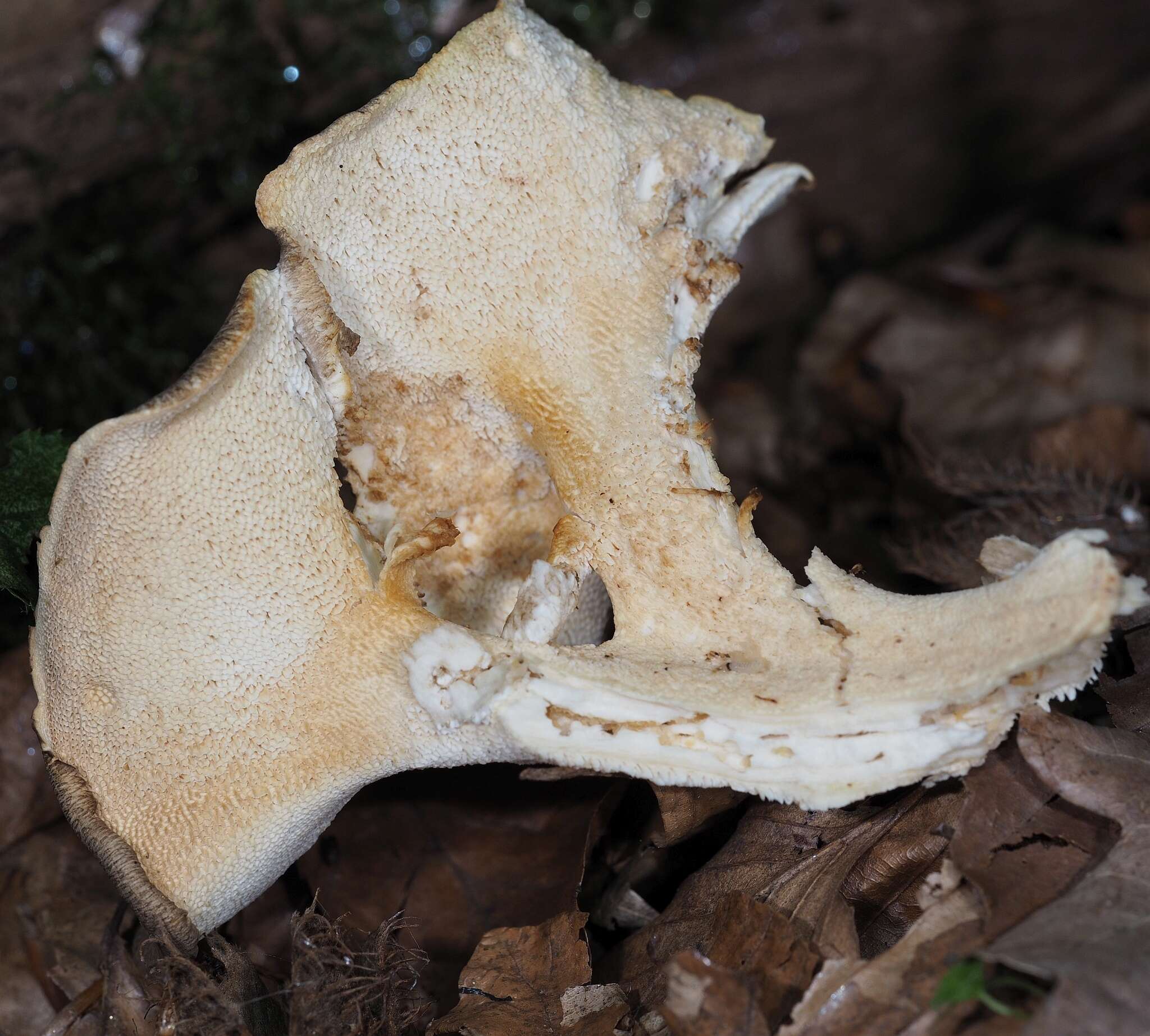 Polyporus umbellatus (Pers.) Fr. 1821 resmi