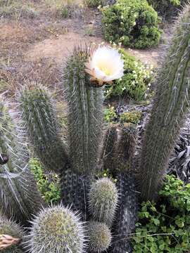 Echinopsis chiloensis (Colla) H. Friedrich & G. D. Rowley resmi