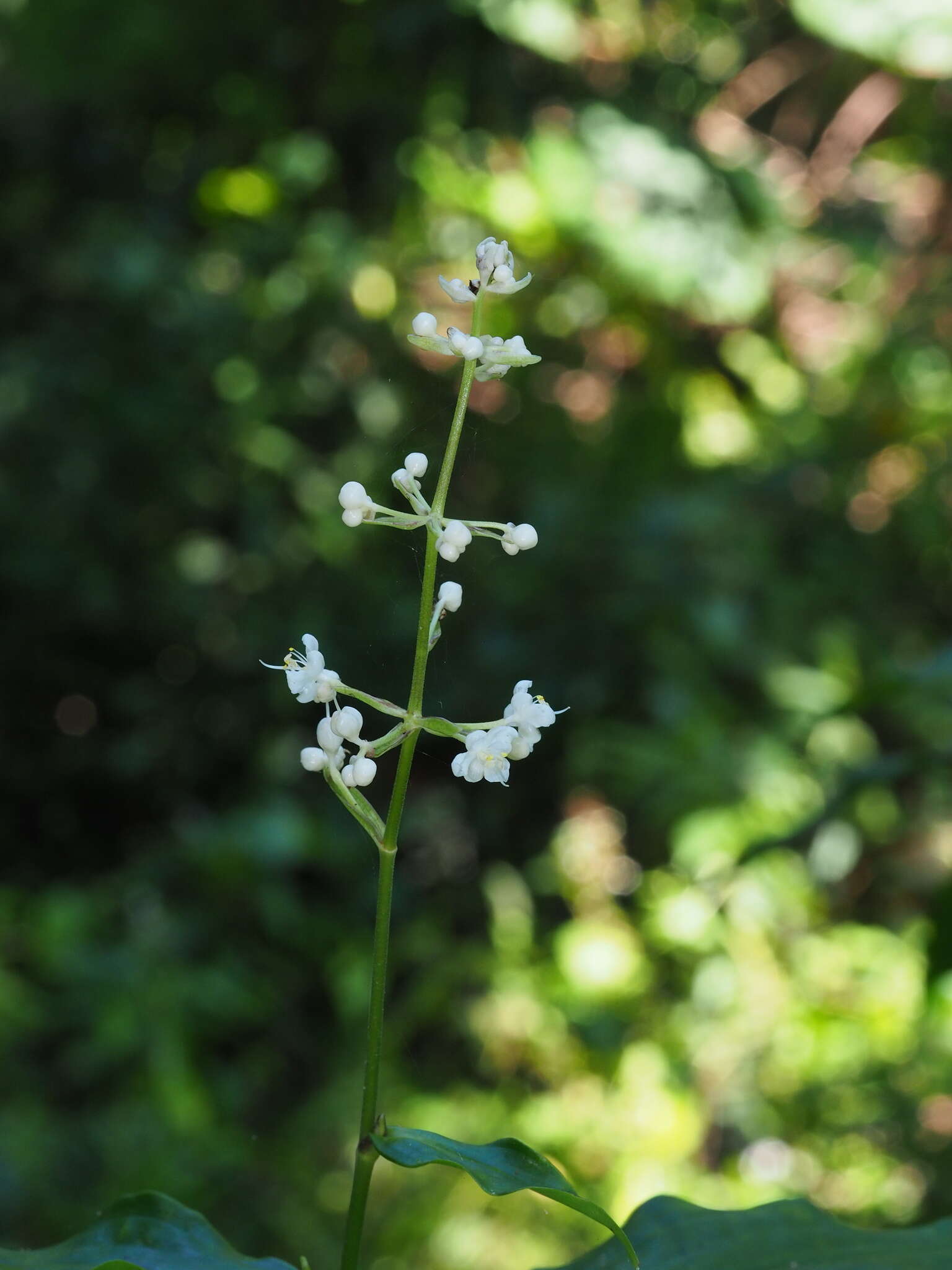 Image of Pollia secundiflora (Blume) Bakh. fil.