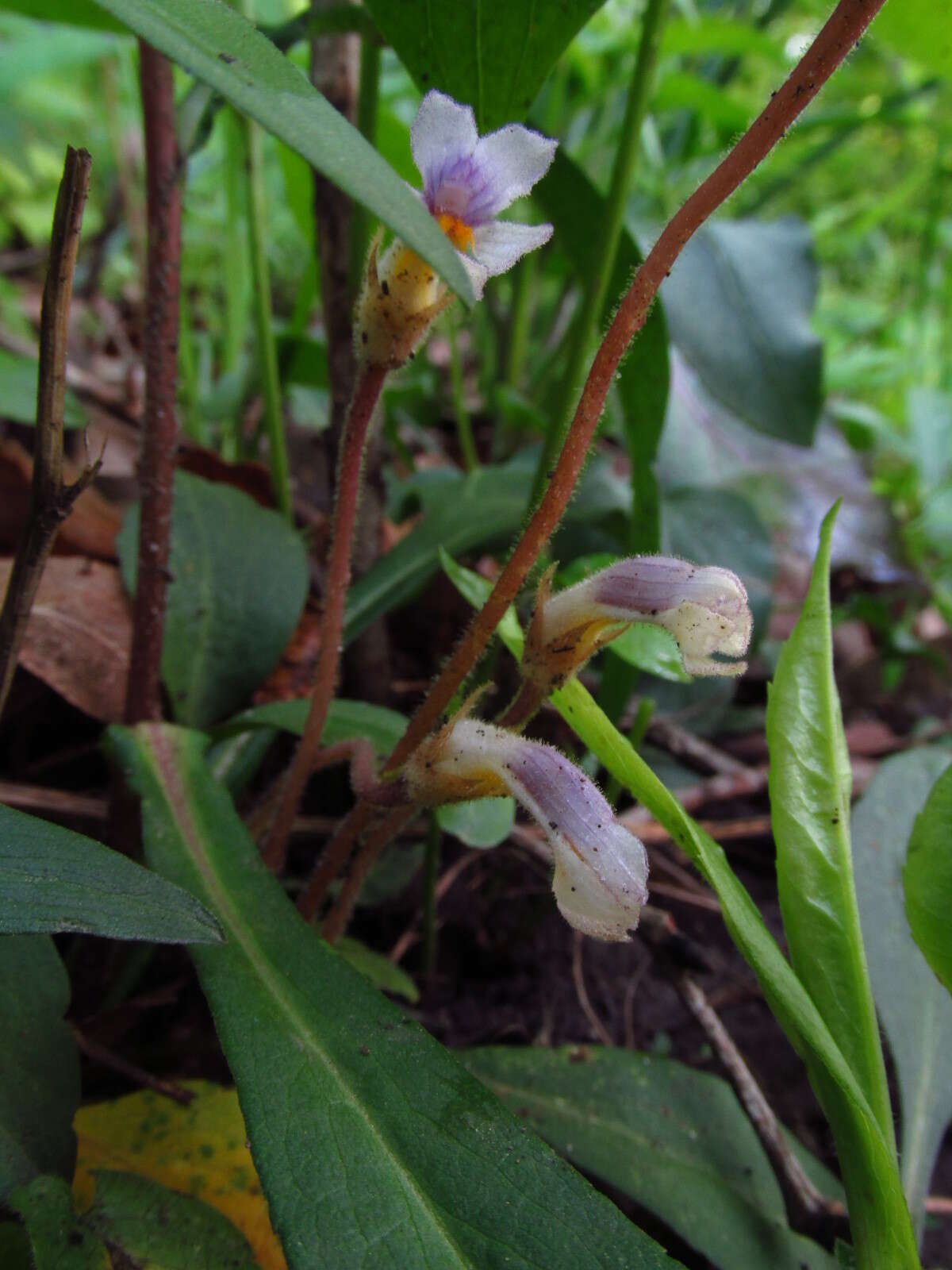 Image de Aphyllon uniflorum (L.) Torr. & A. Gray