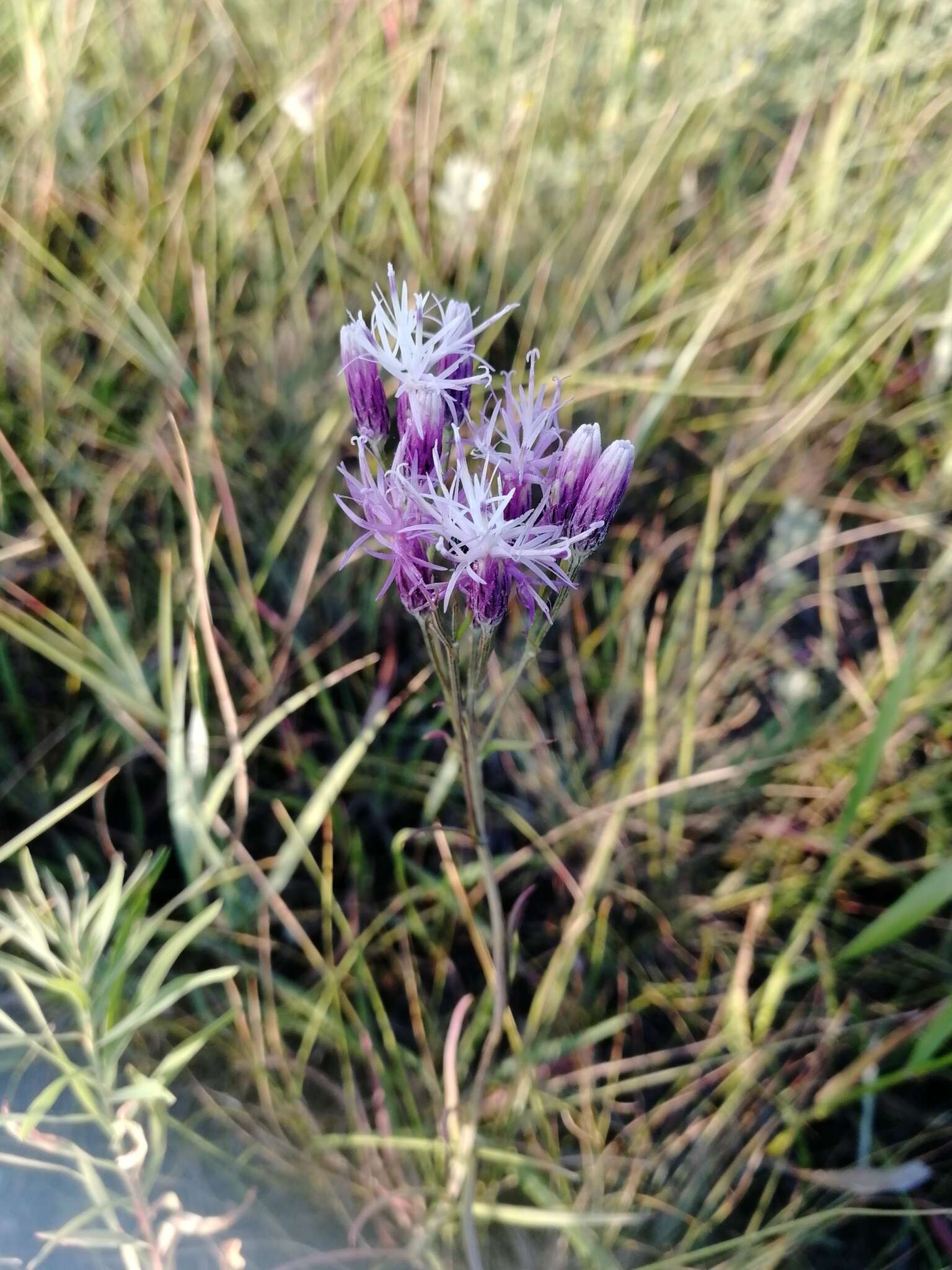 Image of Jurinea multiflora (L.) B. Fedtsch.