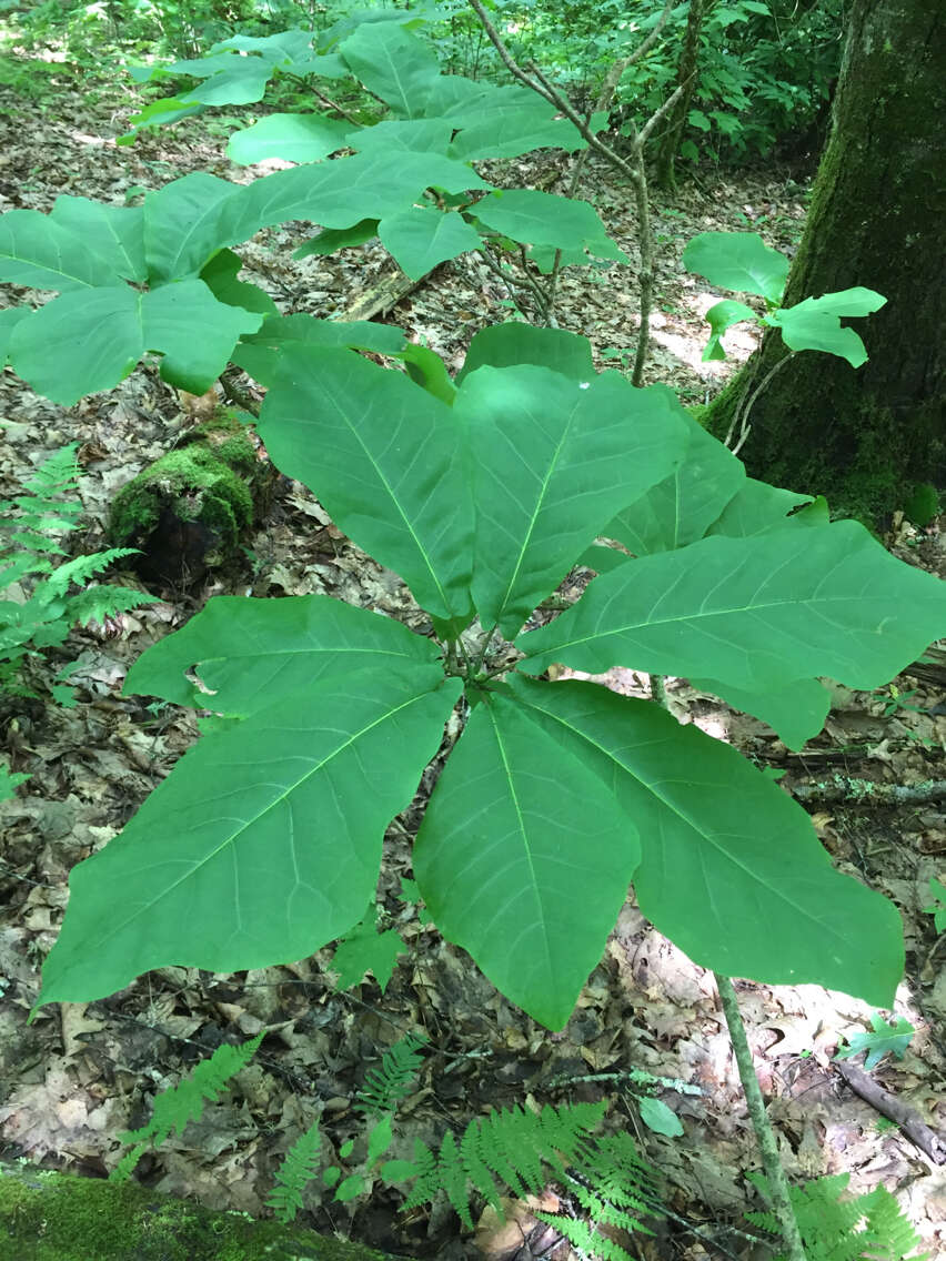 Image of Ear-Leaf Umbrella Tree