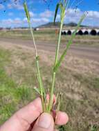 Image of Hairy Panic Grass