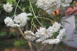 Image of Daisy tree