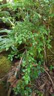 Image of Pilea urticifolia (L. fil.) Bl.