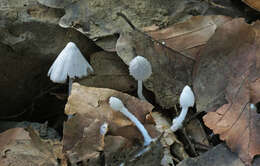 Coprinopsis lotinae (Picón) Picón 2011 resmi