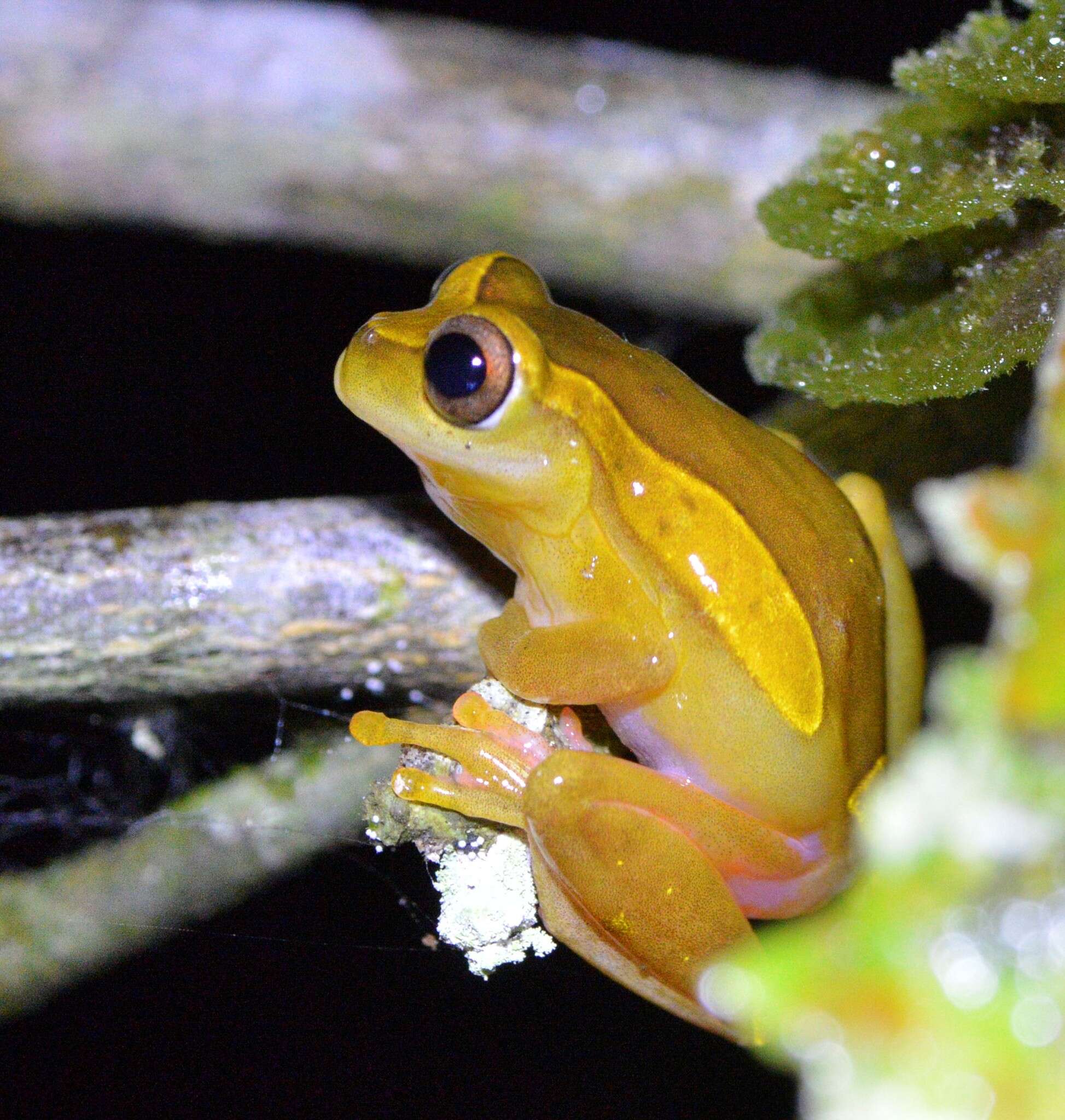 Imagem de Dendropsophus triangulum (Günther 1869)