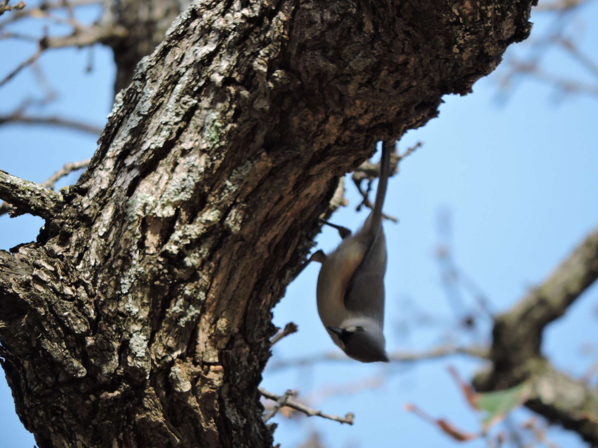 Image of American Titmice