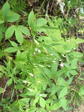 Imagem de Campanula divaricata Michx.