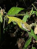 Image of Canelos Woodlizard