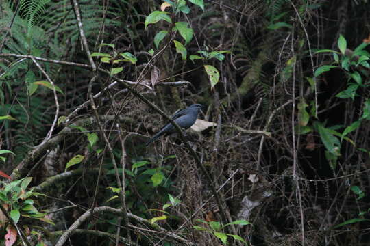 Image of Slate-colored Solitaire