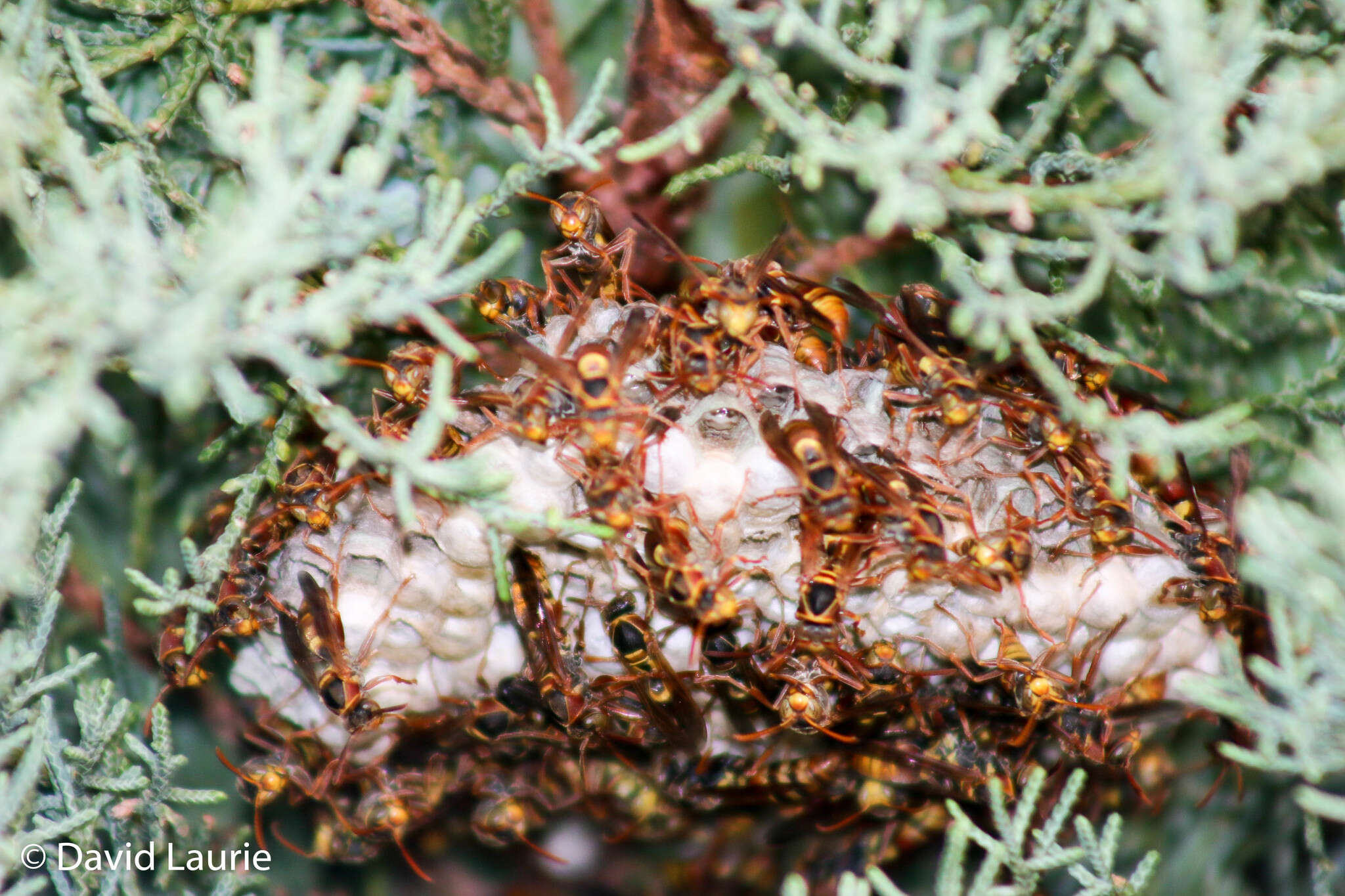 Image of Polistes humilis synoecus de Saussure 1853