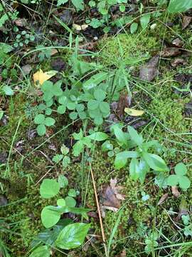 Слика од Trifolium calcaricum J. L. Collins & Wieboldt