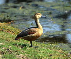 Image of Lesser Whistling Duck